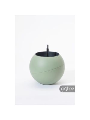 Globee in Box Olive